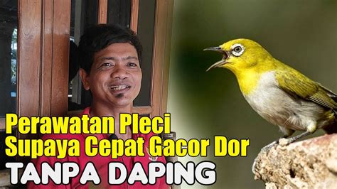 Perawatan Harian Pleci Agar Cepat Gacor Cara Merawat Burung Pleci