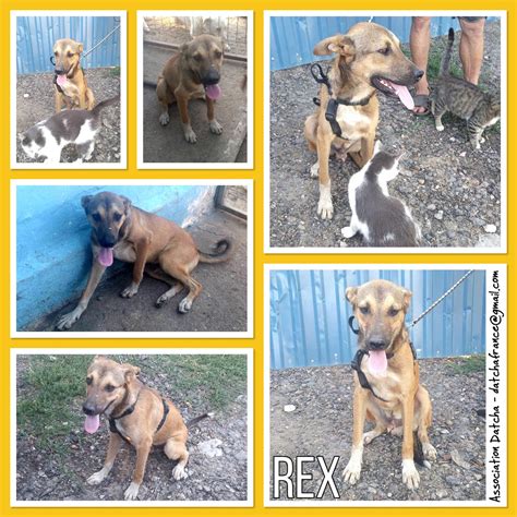 Adoption De Rex Moyen Chien Chien Crois Moyen R Gion Le De France