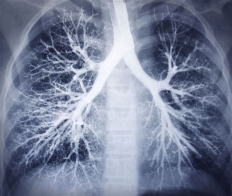 Human Respiratory System Lung Receptors Muscle Receptors