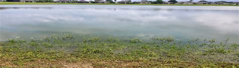 Stormwater Ponds Need To Care Too Ufifas Extension Marion County