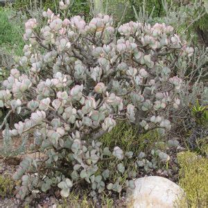 Silver Dollar Plant Buchanan S Native Plants