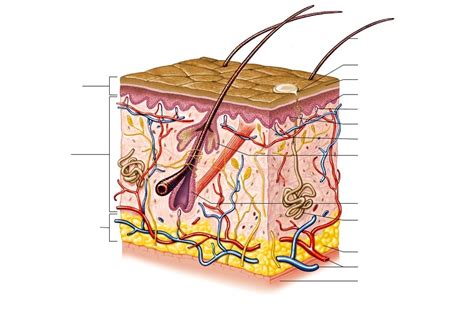 Skin And Tissues Diagram Quizlet