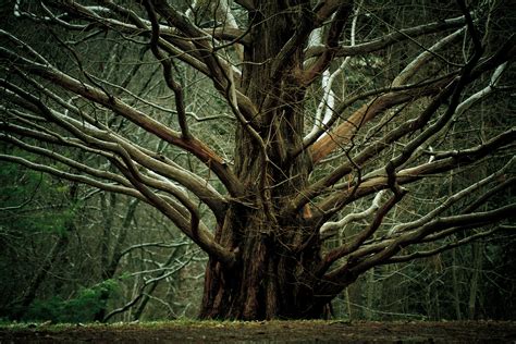 Arbre Fond d écran HD Arrière Plan 3000x2000 ID 220869