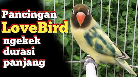 Masteran Love Bird Ngekek Panjang Pancingan Ngekek Langsung Gacor