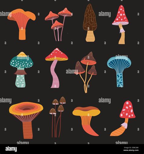 Woodland Fungi Stock Vector Images Alamy