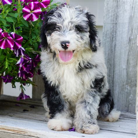 F1B Mini Aussiedoodle For Sale Fredericksburg, OH Male- Harrison – AC Puppies LLC