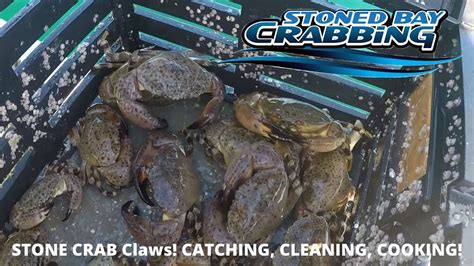 Stone Crab Claws Catching Cleaning Cooking Youtube