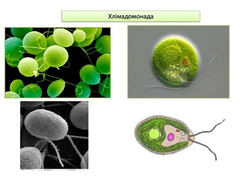 Одноклітинні організми Хламідомонада Евглена Зелена презентация онлайн