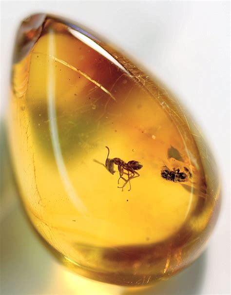 Amber6 – PROPEL STEPS