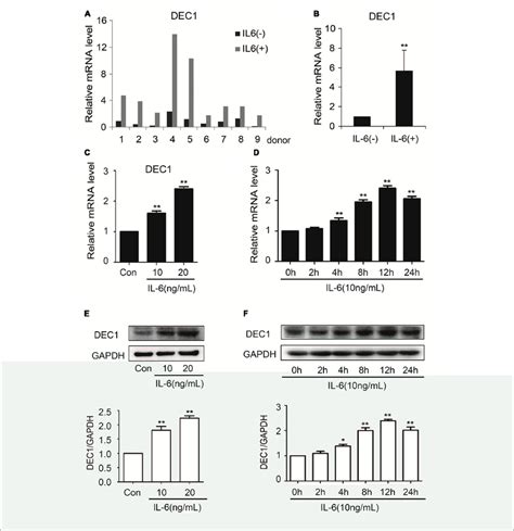 Il Increases Dec Expression Both In Primary Human Hepatocytes And