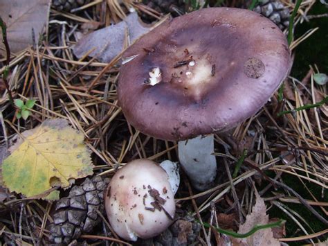 Russula Turci The Ultimate Mushroom Guide