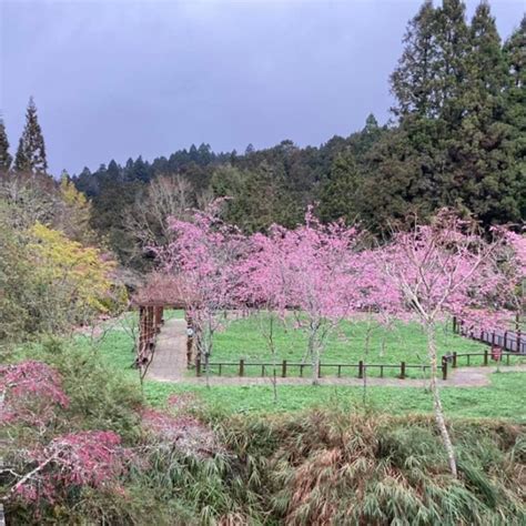 【2022阿里山櫻花季】最新花況賞櫻路線門票和交通優惠管制時間一起看 Cp值