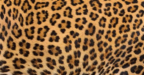 38,629 BEST Cheetah Print IMAGES, STOCK PHOTOS & VECTORS | Adobe Stock