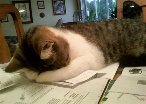 Create Meme A Cat Tired Of Studying Tired Cat Tired Cat Pictures