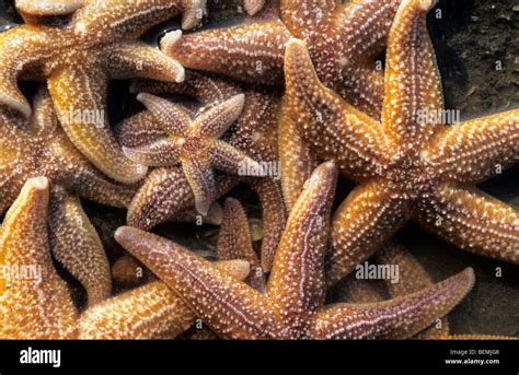 Common Starfish Asterias Rubens On Hi Res Stock Photography And Images