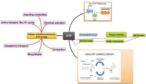 Mind Map Atp The A Level Biologist Your Hub