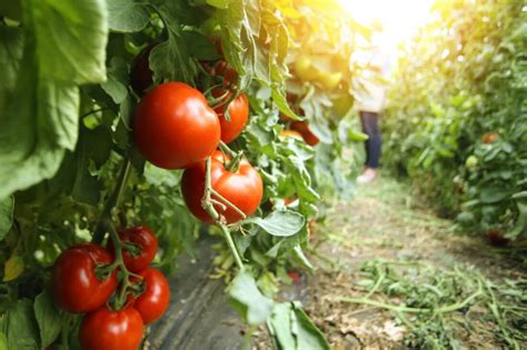 Comment apporter du calcium aux tomates ? 6 façons simples d’ajouter ce nutriment essentiel aux ...