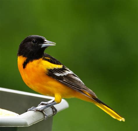 How To Attract Orioles To Your Yard Easy Tips