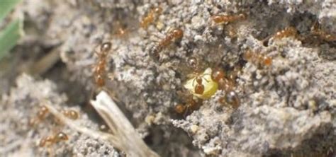 Colony Types National Fire Ant Eradication Program