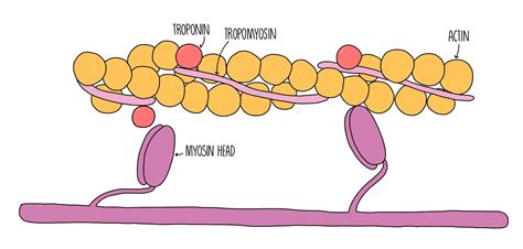 Myosin Head