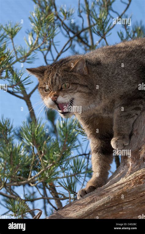 Bobcat Snarling Hi Res Stock Photography And Images Alamy
