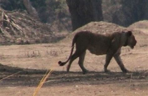 ALERT | African Lion & Environmental Research Trust