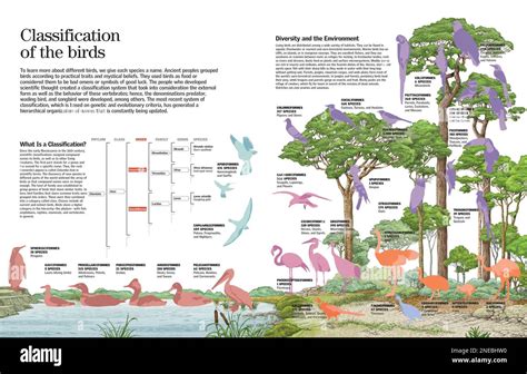 Infographics Of The Classification Of The Birds According To Their