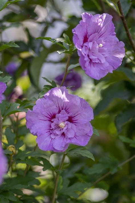 Hibiscus Syriacus Korean Rose Of Syrische Ketmia Shrub In Bloom