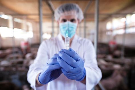 Free Photo Veterinarian With Protective Gloves And Mask Preparing