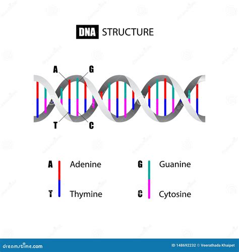 Dna Structure Deoxyribonucleic Acid Vector Set Of Frames Chemistry Illustration