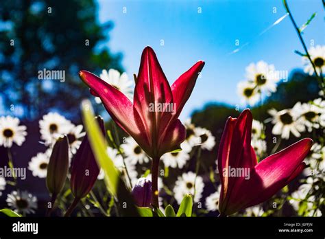 Beautiful Stunning Flowers Stock Photo Alamy