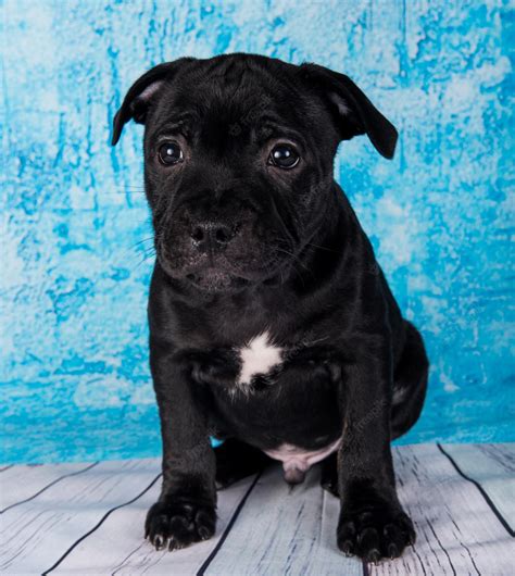 Premium Photo Black Male American Staffordshire Bull Terrier Dog