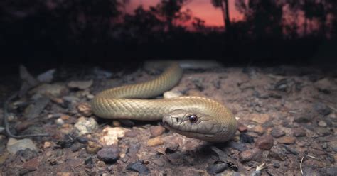 After Years Of Neglect Scientists Say They Ve Finally Found The Female Snake S Sex Organ CBS News