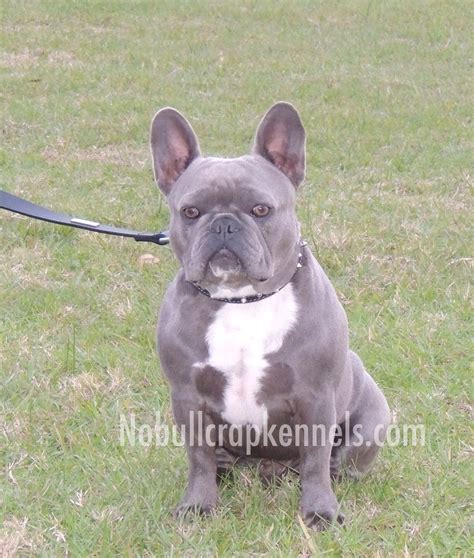 Blue Rare French Bulldog Puppies Pets Lovers