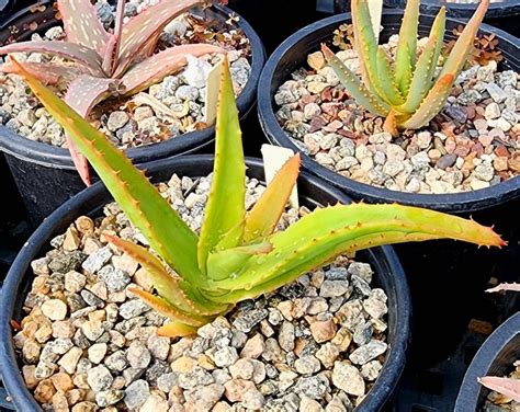 1g Aloe Thraski Gorgeous Tree Aloes From South Africa Gorgeous