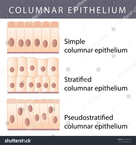 Medical Illustration Different Epithelium Structure Types Stock Vector (Royalty Free) 313483139 ...