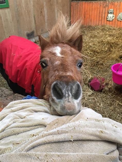 Getting ahead of disasters with help for animals: