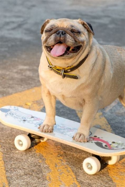 I am sk8tr pug.(Fawn #pug dog playing skateboard on road.) | Pugs, Pugs ...