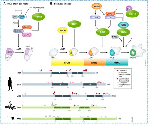 Review Roles Of Plant Retinoblastoma Protein Cell Cycle And Beyond