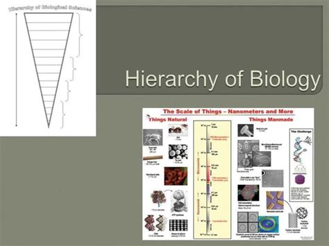 Hierarchy Of Biology Ppt