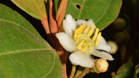 Cuatro Nuevas Especies De Plantas Para La Ciencia Son Descubiertas En