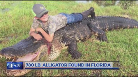 Dead alligator weighing in at nearly 800 lbs. found in Florida