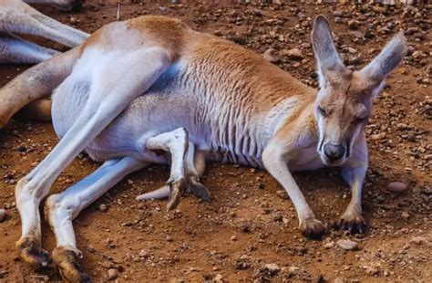 How Does A Kangaroo Pouch Work Everything You Need To Know