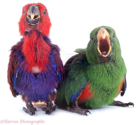 Eclectus Parrots Photo Wp02900