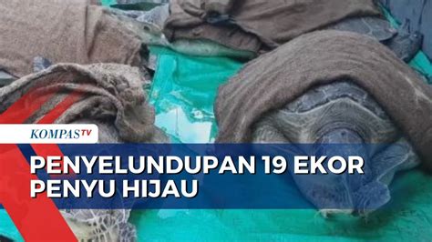 Polres Jembrana Gagalkan Upaya Penyelundupan Ekor Penyu Hijau Youtube