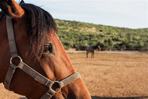 MTG se manifesta sobre mortes de cavalos da 6ª Região Tradicionalista