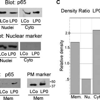 Subcellular Distribution Of P A L Cells Lco Or Cells Expressing