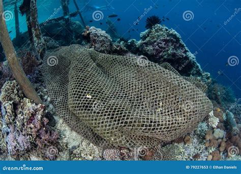 Filet De Ghost Sur Coral Reef En Raja Ampat Image Stock Image Du