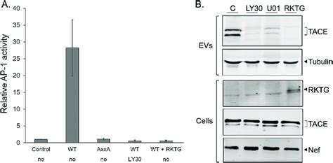 The Effects Of Nef Induced Hck Activation On Mapk Regulated Gene