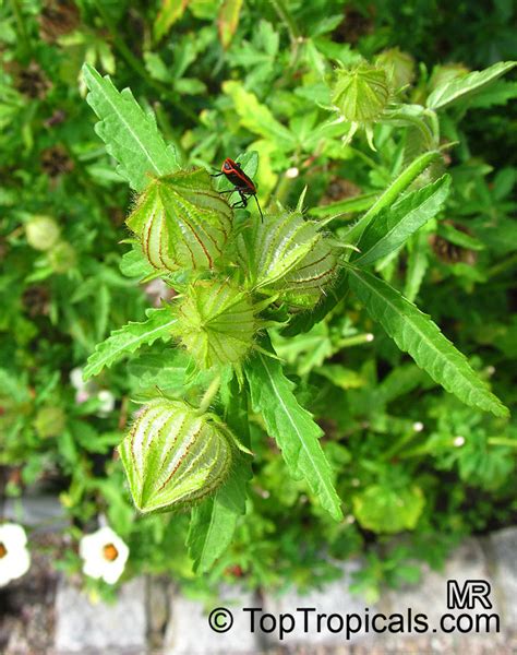 Hibiscus Trionum Bladder Hibiscus Bladder Ketmia Flower Of The Hour